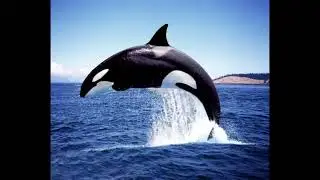Orca video - Join Ocean Explorer to discover interesting information on ocean animals.