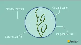 Phylgreen, урожай без стресу! (UKR)