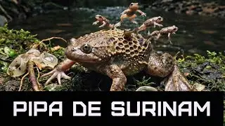 Un crapaud effrayant d'Amazonie. Ses petits naissent directement sur son dos : le pipa du Suriname.