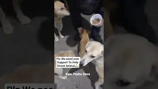 support us foranimal #shorts #ytshorts #shortsfeed #animals #support #trending #viral #kalupashuseva