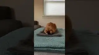My cat goes to the moon (aka the sofa)