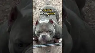 Este perro esta musculoso pero le ganaria a un gato ￼fitness ?￼ 🧏🏻&zwj;♂️🗿 #curiosidades