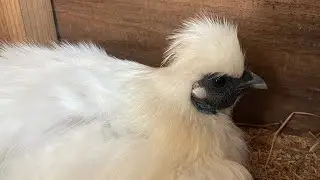 【ウコッケイを知りたい】どこを撫でると気持ち良さそうか。それぞれに個性がありますが、人慣れしている烏骨鶏は抱っこしたり撫でたりできます。頭、くちばし、お腹など、どこが気持ち良いのでしょうか？#烏骨鶏 
