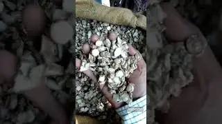 Zeodary Roots | Kapoor Kachiri | jayherbs #unani#herbs #jadibuti #rawherbs #telangana #andhrapradesh