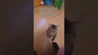 Cat Steals Fortnite Weapon in Hilarious Fashion