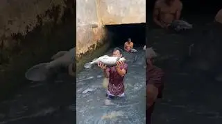 panen ikan mas jumbo disubang #ikanmas #shorts