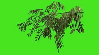 🥀Tree falling with plants effect green screen kinemaster🥀 | Tree effect template Vide | #shorts