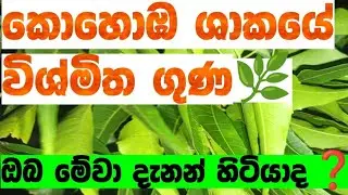 කොහොඹ ශාකයේ ගුණ 🌿| kohomba plant amazing benefits of the Neem tree (kohomba)