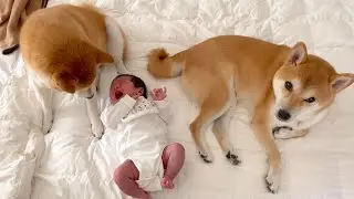 赤ちゃんに「母性丸出し」な柴犬2頭にほっこり♡