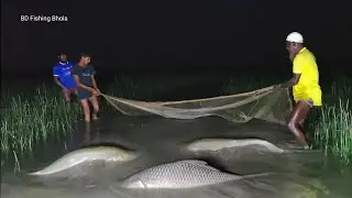 শীতের রাতে গড়া জাল দিয়ে এই প্রথম এত বড় বড় মাছ ধরা || Amazing Big Fishing Video in Night 