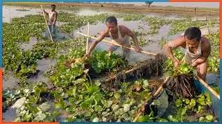Catching Fish With Cast Net-Net Fishing In The Village Pond || Fishing In Village River
