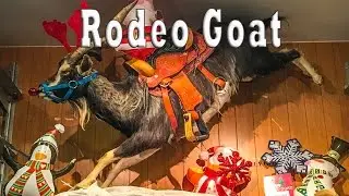 Rodeo Goat - Fort Worth, Texas
