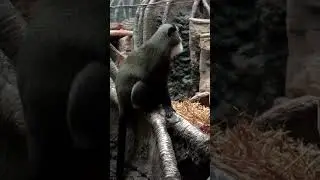 De Brazza's Monkey Gets an Itch #monkeys #monkey #animals #funnymonkey