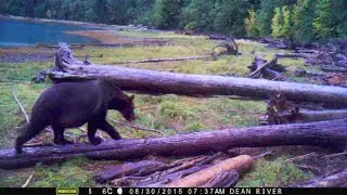 Dean River Camera Trapping
