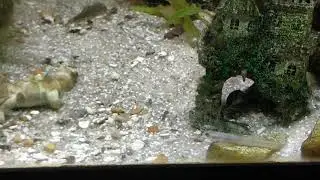 Goby & hillstream loaches in the Rocket killifish tank just after feeding