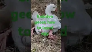 Embden geese layed egg#birds