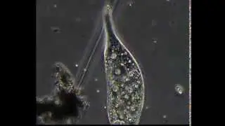 DILEPTUS CILIADO CILIATE