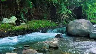 Forest Stream Flowing Around Big Rock &ndash; Real Jungle Sound for Deep Sleep