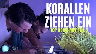 Das Top Down Reef geht in die nächste Runde: Es kommen Korallen und die ersten Fische.