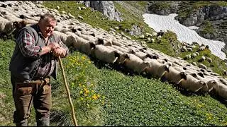 Daily Rural Work of an Elderly Farmer — Livestock Care, Cheese Making, and Harvesting
