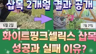 화이트핑크셀릭스 삽목 성공과 실패 이유는? 삽목 후 2개월의 결과 /화이트핑크셀릭스 삽목방법/ 플라밍고셀릭스 삽목, 딱 한 가지만 하면 되는 삽목