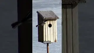 The Charming Chickadee: Nature's Tiny Wonder