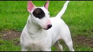 BULL TERRIER SANGE DE LUPTATOR