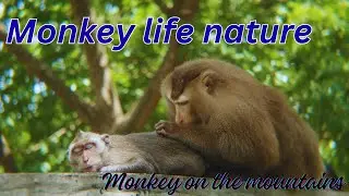 Nature Monkey KH &ndash; Real Jungle Life of Wild Monkeys in Cambodia