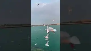 Beautiful Uae#beautiful #birds #peace #destiny