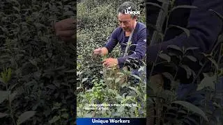 Traditional tea picking methods- The workers do their job perfectly || #machine #shorts