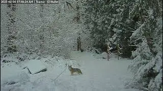 Chicken coop visitor - coyote