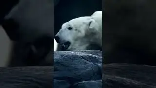 Vitamin A over dosage #vitamin #overdose #polar #bear #animals #food #infacto