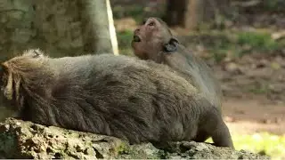 Jade Mama Monkey and Jinx Monkey  on 0ct19, 2022,G-Maz..709..Amber