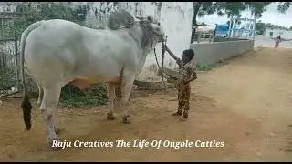 A little boy control big Ongole bull