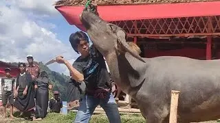 Kerbau Kebal tidak bisa di Tebas dengan Pisau tajam