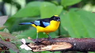 Blue-winged Mountain-tanager in Ecuador