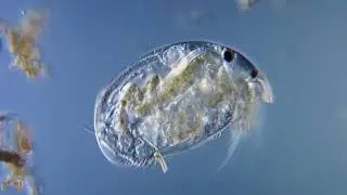 Cladocera