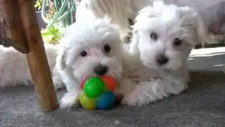 Maltese Puppies - 8 Weeks Old (in HD)