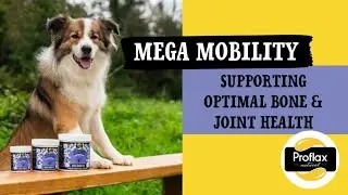 Joint & Mobility Blend for Dogs - Mega Mobility