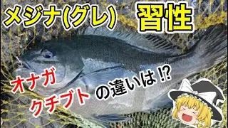 メジナ（グレ）の習性　ゆっくり解説