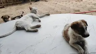 Naughty pets 😻 / new cat video / cute cat video #trending #cat #catvideos #catlovers #cutecat #cats 