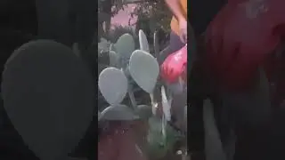 Cactus Pear Successful Harvest