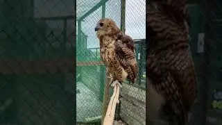 Orion Pel's Fishing Owl