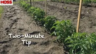 Growing Disease-Resistant Tomatoes with Heirloom Flavor