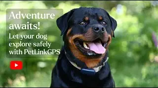 Adventure Awaits! Let Your Dog Explore Freely with PetLinkGPS Location and Activity Monitor