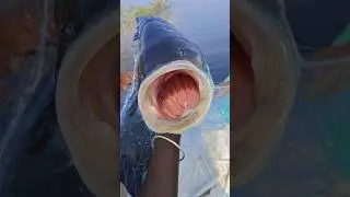big katlafish catching viral video shorts #youtubeshorts #fishcatching 🐟🐟🐟