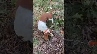 Basset Hound&rsquo;s first track!! #outdoors #hunting #dog # tracking