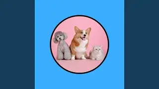 Cat Calm