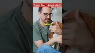 Why Dogs Bite Hands: Understanding Dog Behavior and How to Stop It #shorts #dog
