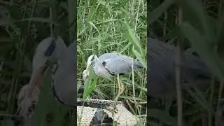 シラサギが魚を捕る　Egret catches fishसफ़ेद बगुला　นกกระยาง　Kuntul　Con c&ograve;　#Shorts